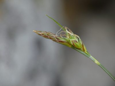 Carex halleriana, photographed by Yves Bas