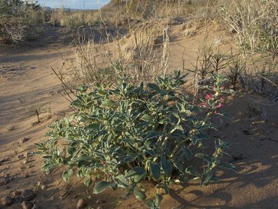 Penstemon albomarginatus, photographed by Jim Morefield