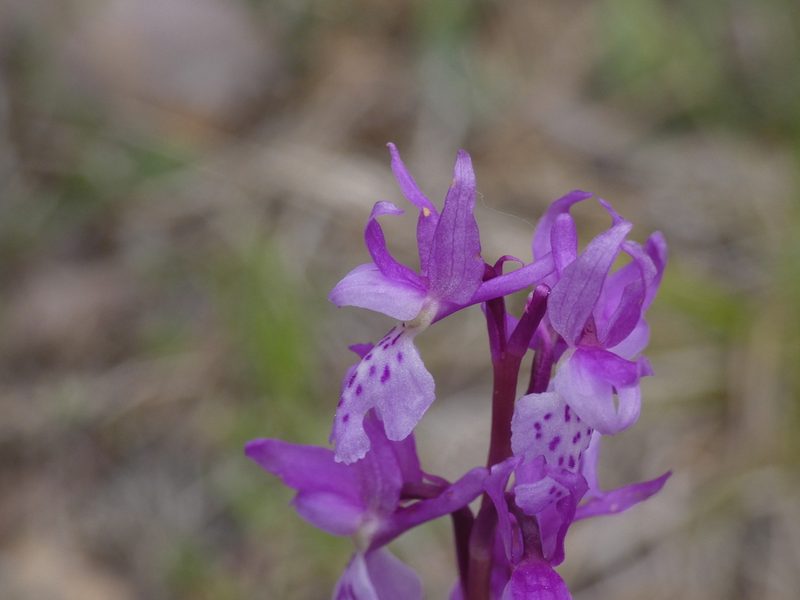 Orchis olbiensis, photographed by Yves Bas
