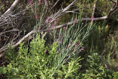 Indigofera filifolia, photographed by Tony Rebelo