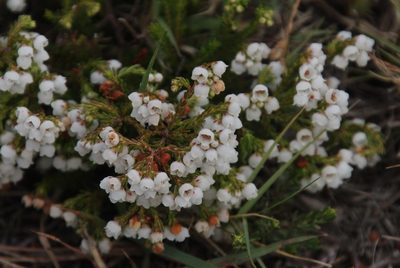 Erica subdivaricata, photographed by Tony Rebelo