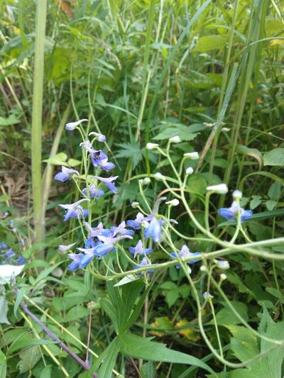 Delphinium retropilosum, photographed by Алёна Карцева