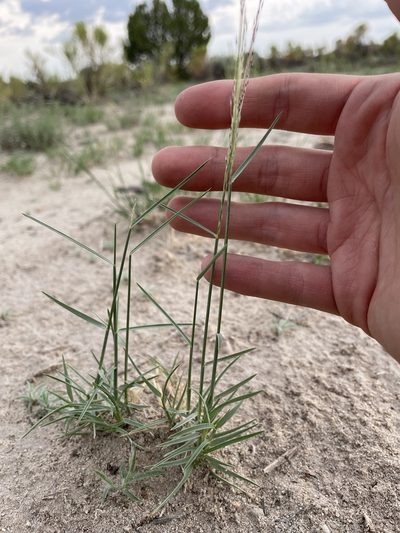 Muhlenbergia pungens, photographed by Bobby McCabe