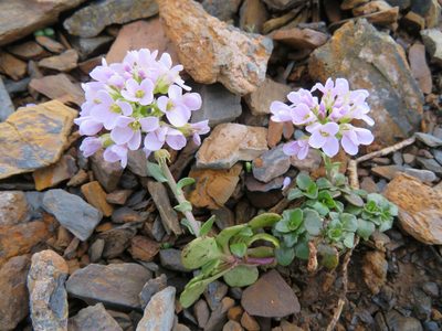 Noccaea rotundifolia, photographed by Marco Mussita