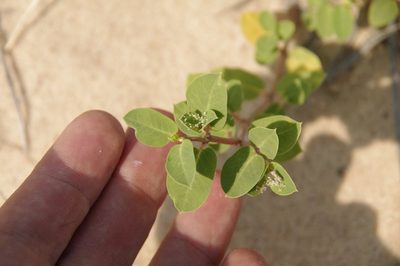 Euphorbia carunculata, photographed by Eric Knight