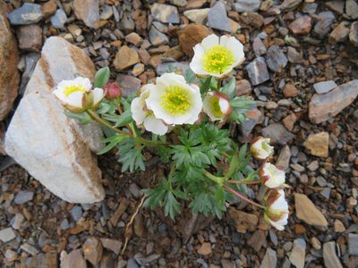 Ranunculus glacialis, photographed by Marco Mussita
