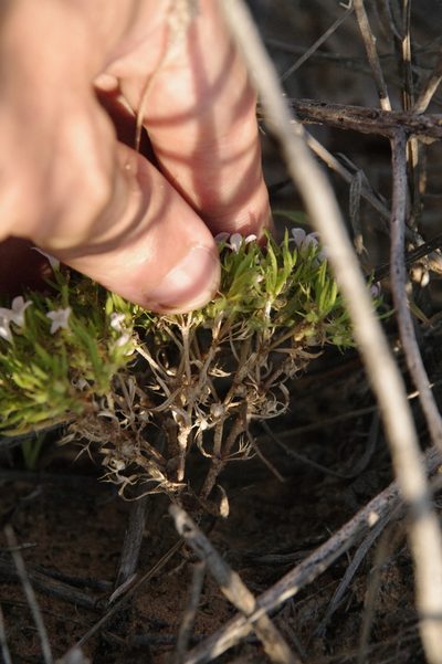 Houstonia humifusa, photographed by Eric Knight