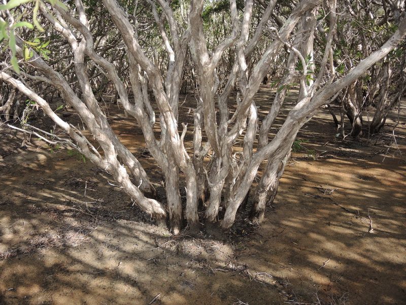 Melaleuca acacioides, photographed by coenobita
