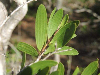 Melaleuca acacioides, photographed by coenobita