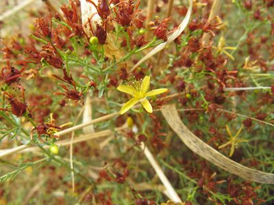 Hypericum triquetrifolium, photographed by George Papademetriou