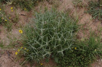 Asclepias brachystephana, photographed by Eric Knight