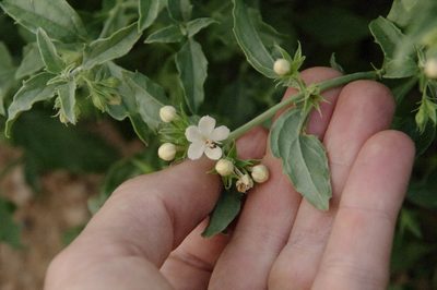 Tetraclea coulteri, photographed by Eric Knight
