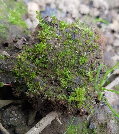 Pleuridium nitidum, photographed by Helen Waterman