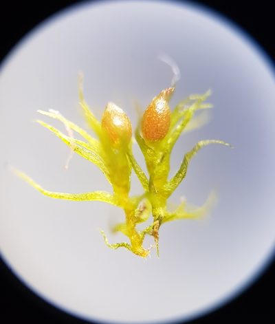 Pleuridium nitidum, photographed by Helen Waterman