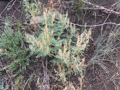 Astragalus drummondii, photographed by Daniel Atha
