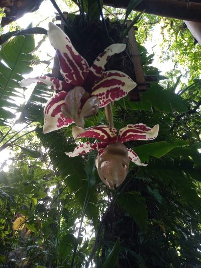 Stanhopea tigrina, photographed by J Alejandro González Castillo
