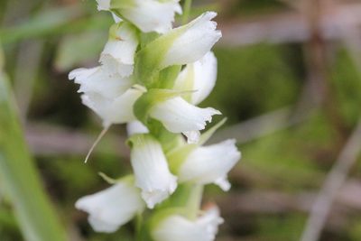 Spiranthes romanzoffiana, photographed by Quinten Wiegersma
