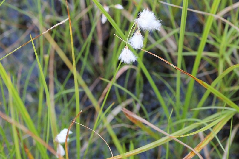 Eriophorum tenellum, photographed by Quinten Wiegersma