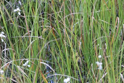 Carex utriculata, photographed by Quinten Wiegersma