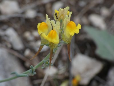 Linaria supina, photographed by Yves Bas