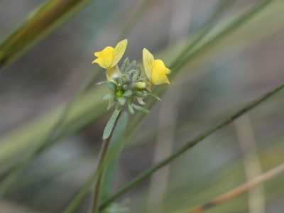 Linaria simplex, photographed by Yves Bas