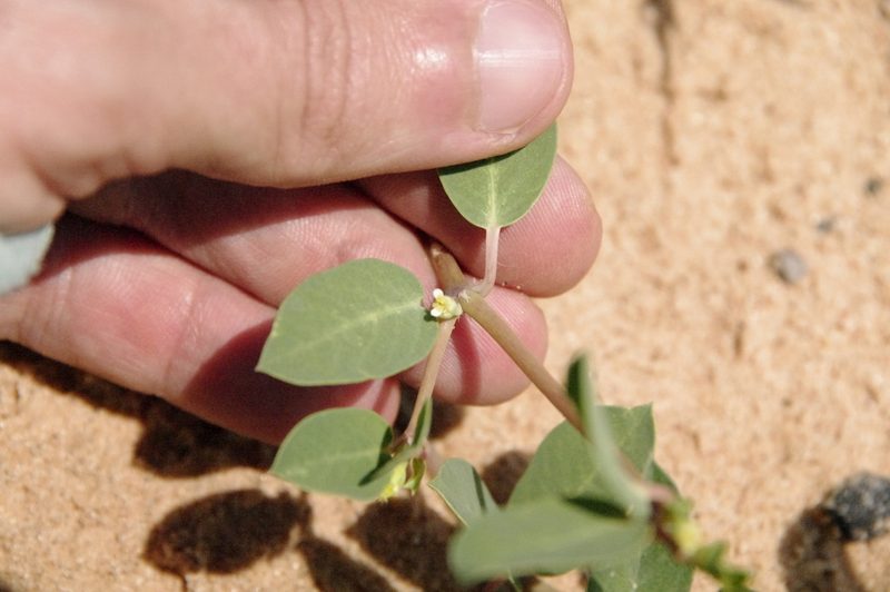 Euphorbia carunculata, photographed by Eric Knight