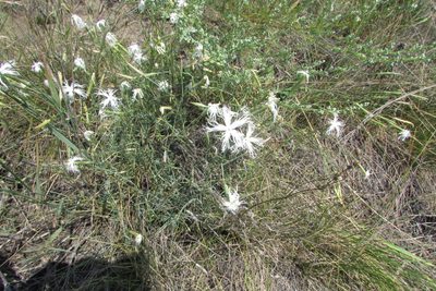 Dianthus volgicus, photographed by Татьяна Горбушина
