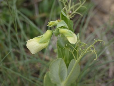 Lathyrus oleraceus, photographed by Yves Bas