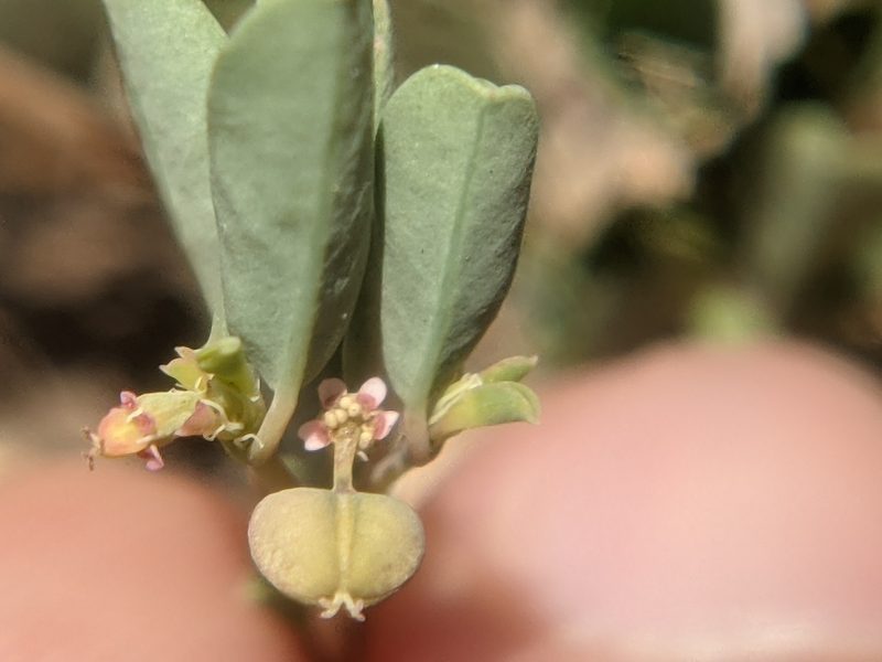 Euphorbia geyeri, photographed by Eric Knight
