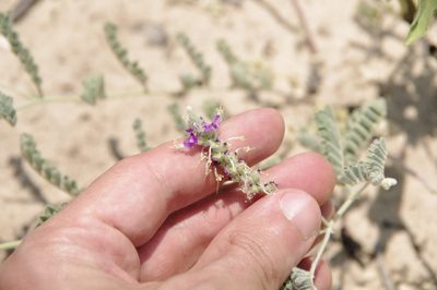 Dalea lanata, photographed by Eric Knight