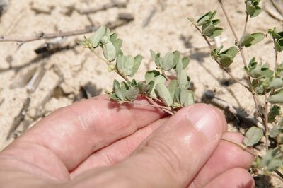 Euphorbia geyeri, photographed by Eric Knight
