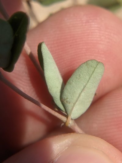 Euphorbia geyeri, photographed by Eric Knight