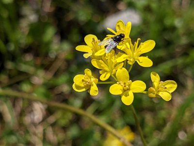 Biscutella laevigata, photographed by agosti