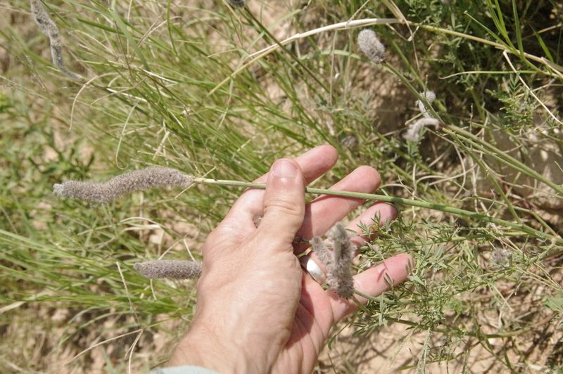 Dalea cylindriceps, photographed by Eric Knight