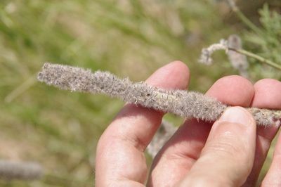 Dalea cylindriceps, photographed by Eric Knight