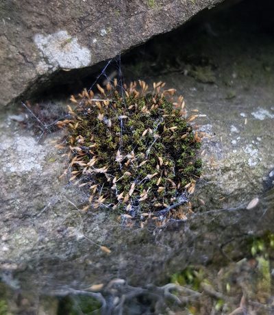 Ptychomitrium polyphyllum, photographed by Helen Waterman