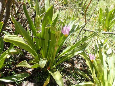Primula fragrans, photographed by John Brew