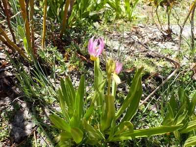 Primula fragrans, photographed by John Brew