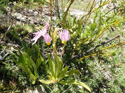 Primula fragrans, photographed by John Brew