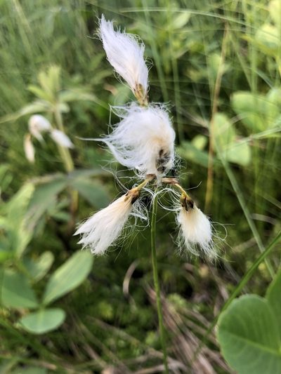 Eriophorum gracile, photographed by Valerii Glazunov