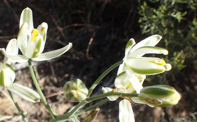Albuca longipes, photographed by Nicola van Berkel