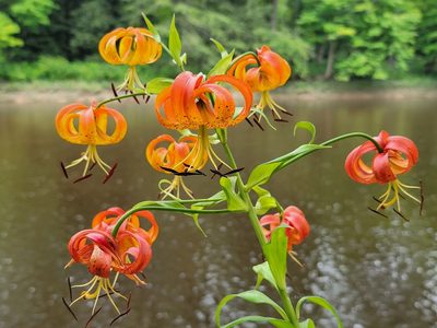Lilium superbum, photographed by Elias