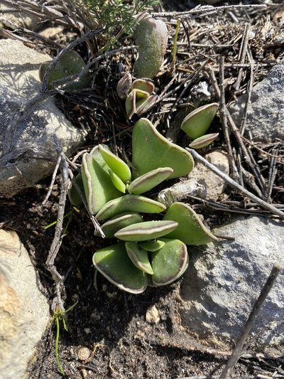 Adromischus caryophyllaceus, photographed by Christina