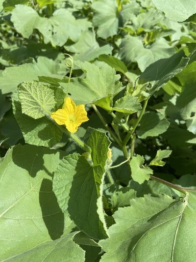 Cucumis sativus, photographed by Craig Hensley