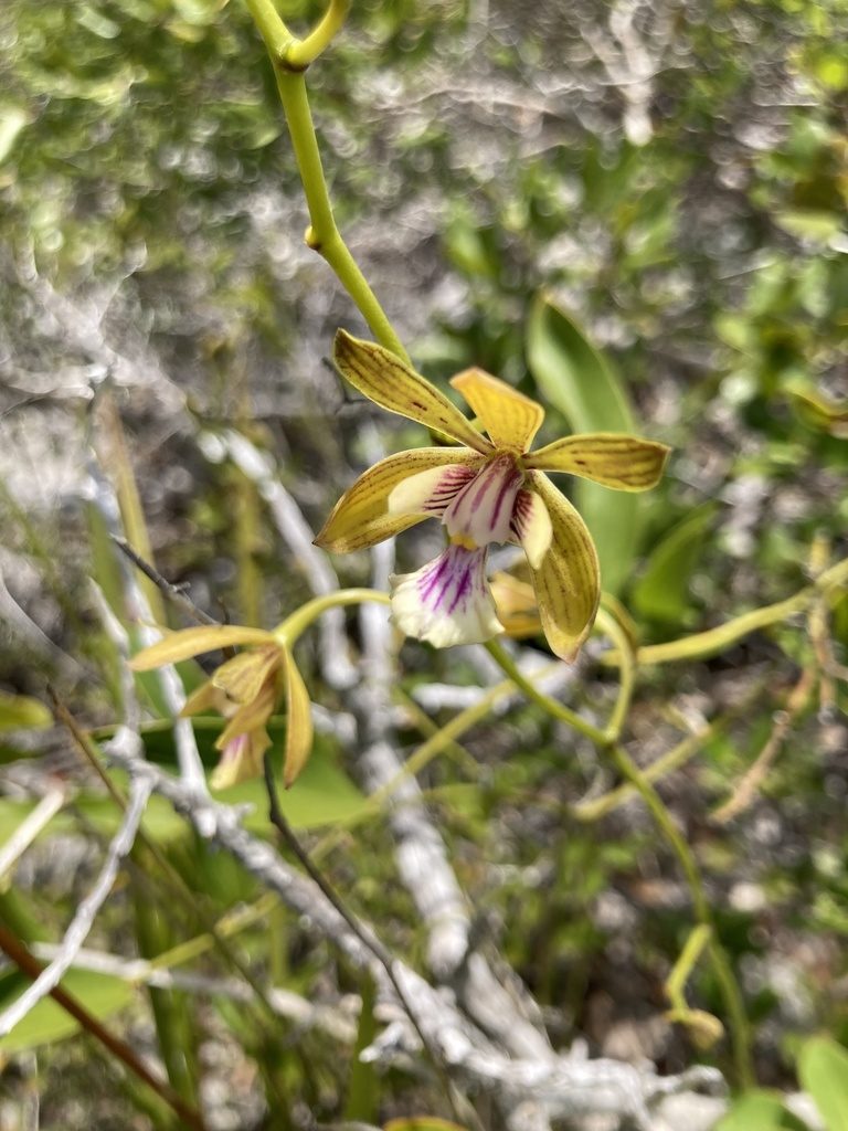 Encyclia inaguensis, photographed by Dodly