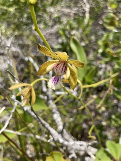 Encyclia inaguensis, photographed by Dodly