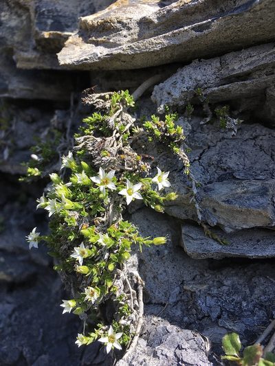 Facchinia rupestris, photographed by Karsten Rohweder