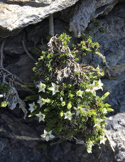 Facchinia rupestris, photographed by Karsten Rohweder