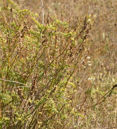 Astragalus falcatus, photographed by Вячеслав Юсупов