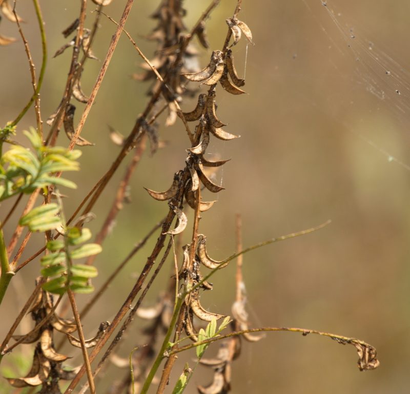 Astragalus falcatus, photographed by Вячеслав Юсупов